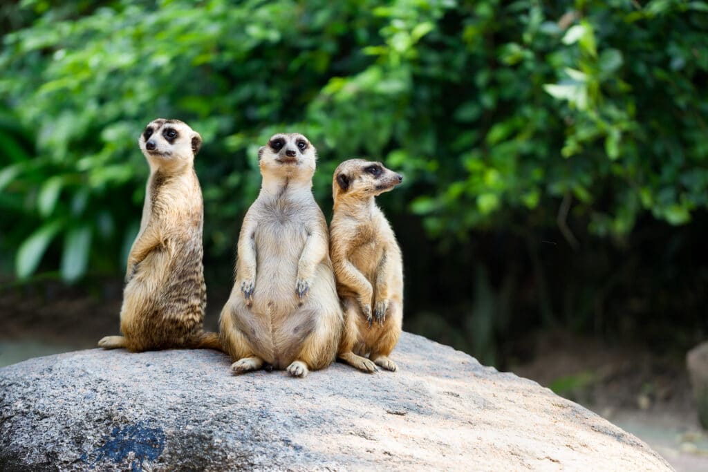 Image of meerkats sitting on a rocky outcrop.