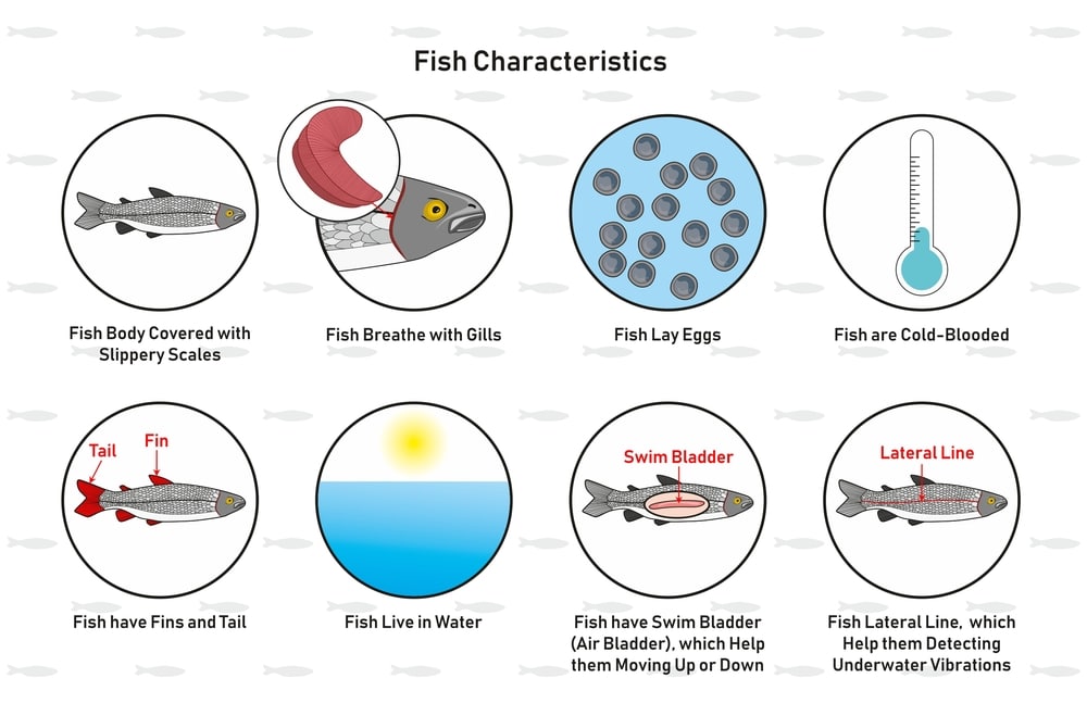 Image of fish reference poster